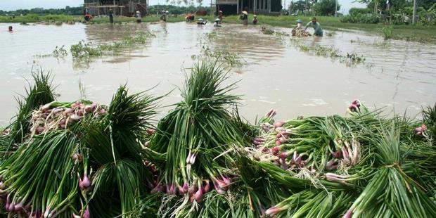 Banjir Bandang Ribuan Hektar Sawah Hancur