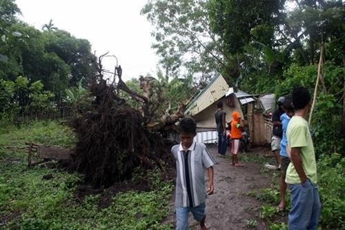 Akibat Angin Kencang, Pohon Tumbang Menimpa Pemukiman - Kabar Harian Bima