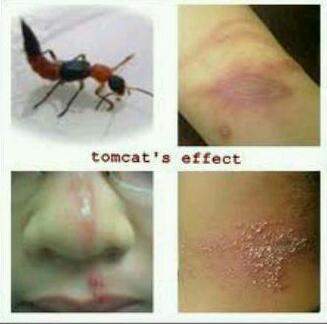 Foto serangga Tomcat dan dampak apabila racunnya terkena tubuh (sumber: istimewa)