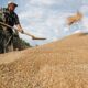 Dinas Pertanian Optimis Surplus Beras 10 Juta Ton, Capai Target - Kabar Harian Bima