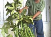 Prospek Kacang Koro untuk Pengembangan Ekonomi Petani