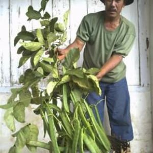 Prospek Kacang Koro untuk Pengembangan Ekonomi Petani - Kabar Harian Bima