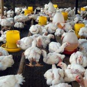 Peternak Ayam Tuding PT. NIS Permainkan Harga - Kabar Harian Bima
