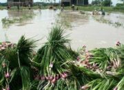 Banjir Bandang, Ribuan Hektar Sawah Hancur