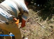 Jejak Perampok Brangkas Disnak Ditemukan Di Bukit Penatoi