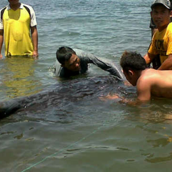 Seekor Ikan Paus Terdampar di Pantai Kolo