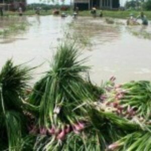 Jadi Langganan Banjir, Petani Belo Minta Pemkab Turun Tangan - Kabar Harian Bima