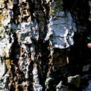 Publikasi Yang Tertempel di Pohon Dibersihkan - Kabar Harian Bima