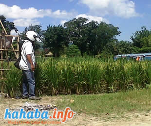 Lapangan Pahlawan Raba ditanami padi. Foto: Faha