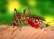 Endemik Malaria, Pengobatan Gratis Digelar di Kecamatan Tambora