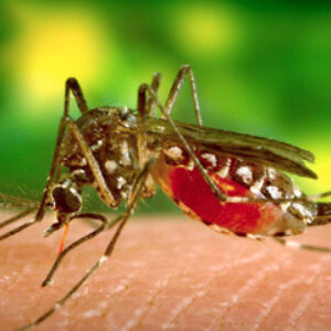 35 Warga Kota Bima Idap Chikungunya - Kabar Harian Bima