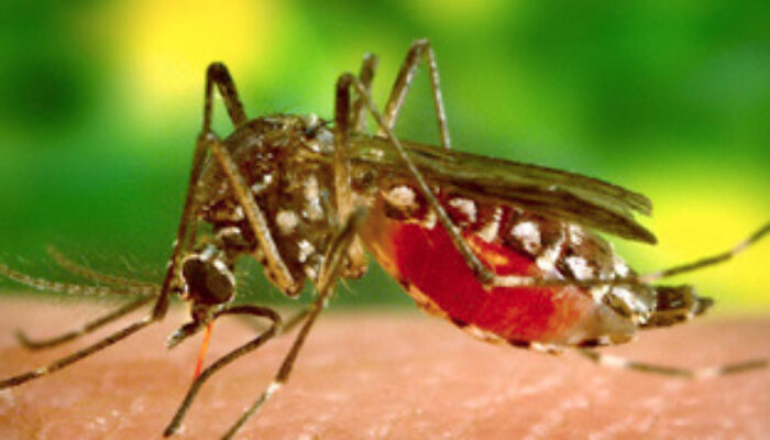 35 Warga Kota Bima Idap Chikungunya