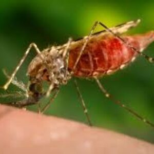Pemkot Bima Raih Penghargaan Kota Bebas Malaria - Kabar Harian Bima