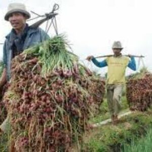 Jelang Pilpres, Petani Harap Harga Bawang Merah Stabil