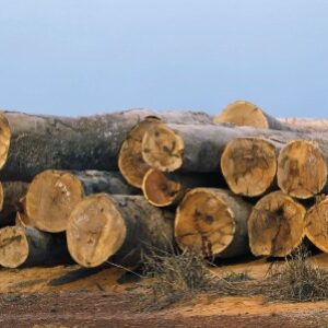 Mandek di Polisi, Kasus Illegal Logging Disorot - Kabar Harian Bima