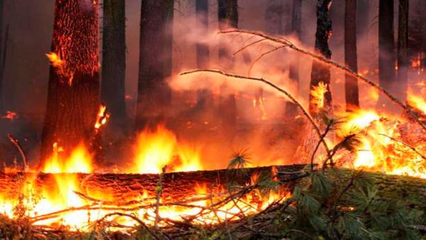 Diduga Tersulut Api Rokok, Gunung Londa Terbakar - Kabar Harian Bima