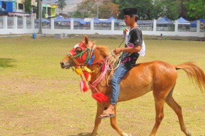 Salah satu kuda yang mengikuti Kontes Kuda. Foto: Hum