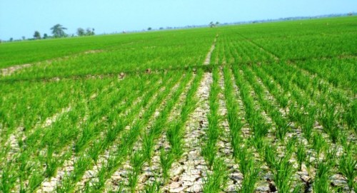 Cetak Sawah Baru Diduga Bermasalah, Oknum Pegawai Dispertan Diperiksa - Kabar Harian Bima