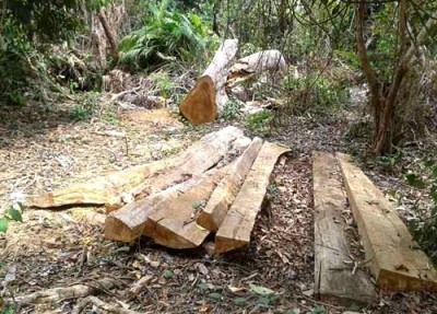 Kayu hasil eksploitasi di Hutan Tambora. Foto: Ady