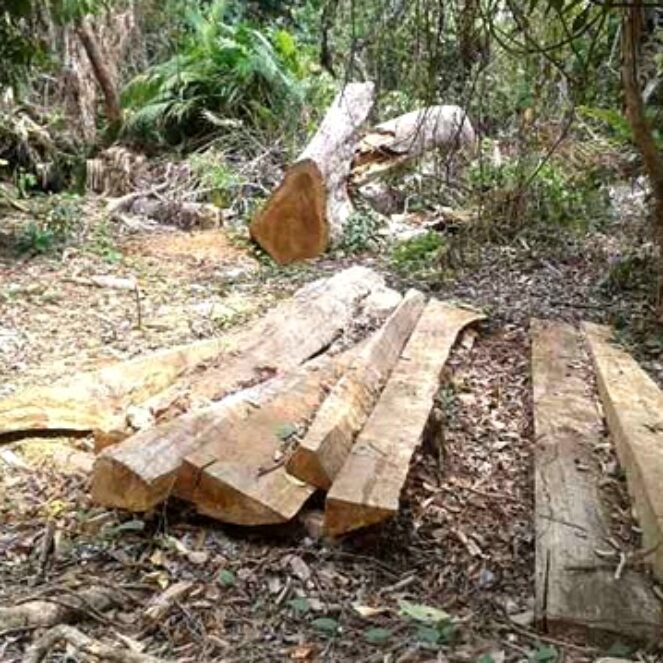 Pembalakan Kayu Kian Marak di Hutan Tambora