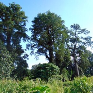 Bksda Akui Terjadi Illegal Logging Di Tambora - Kabar Harian Bima