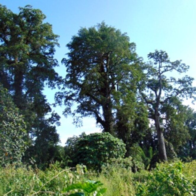 BKSDA Akui Terjadi Illegal Logging di Tambora