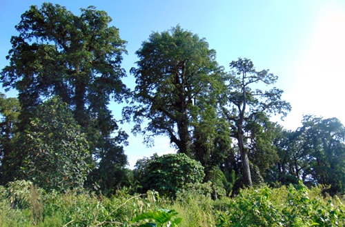 BKSDA Akui Terjadi Illegal Logging di Tambora - Kabar Harian Bima