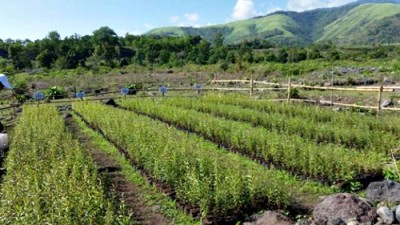 Tanaman Kayu Putih yang dikelola PT Sanggar Agro di Tambora