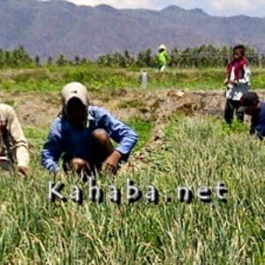 Ratusan Hektar Lahan Bawang Merah di Lambu Panen - Kabar Harian Bima