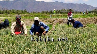 Ratusan Hektar Lahan Bawang Merah di Lambu Panen - Kabar Harian Bima