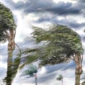 Angin Kencang, BPBD Ingatkan Pohon Tumbang - Kabar Harian Bima