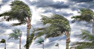 Angin Kencang, BPBD Ingatkan Pohon Tumbang - Kabar Harian Bima