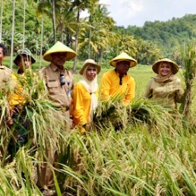 Bupati Bima Panen Perdana Padi Organik di Ambalawi