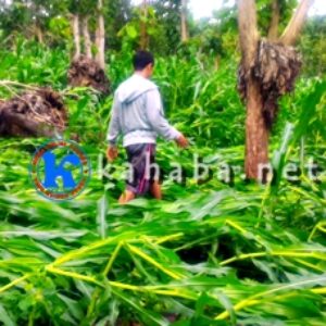 Hujan dan Angin Kencang, Jagung di Lahan Puluhan Hektar Tumbang - Kabar Harian Bima