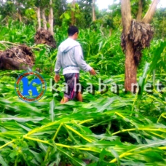 Hujan dan Angin Kencang, Jagung di Lahan Puluhan Hektar Tumbang