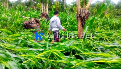 Hujan dan Angin Kencang, Jagung di Lahan Puluhan Hektar Tumbang - Kabar Harian Bima
