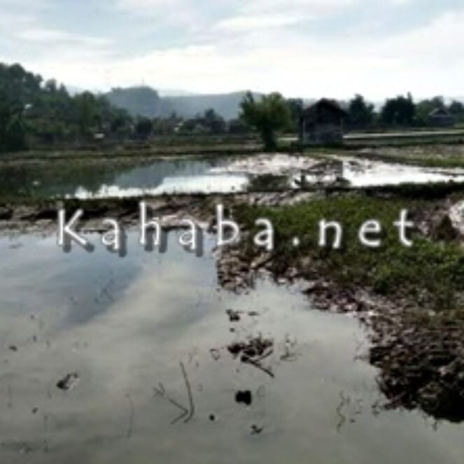 Akibat Banjir, Kerugian Pertanian dan Peternakan Rp 73 Miliar