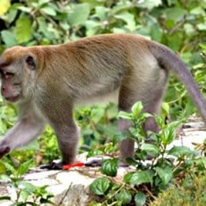 Kera Ekor Panjang Serang Tanaman, Petani Wawo Galau