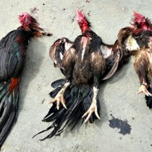 Bubarkan Judi Sabung Ayam, Polisi Sembelih 3 Ekor Ayam