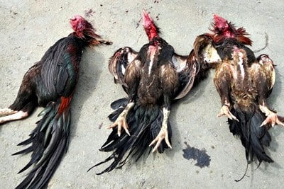 Bubarkan Judi Sabung Ayam, Polisi Sembelih 3 Ekor Ayam - Kabar Harian Bima