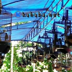 Regge Rontu Community Gelar Laber Kicau Burung