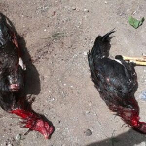 Polisi Bubarkan Judi Sabung Ayam di Kelurahan Rabangodu Utara - Kabar Harian Bima