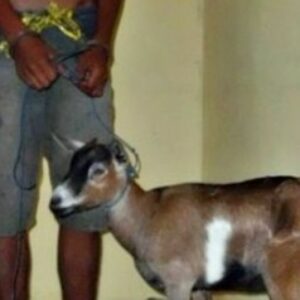 Pemuda ini Ditangkap Usai Curi Kambing Tetangga