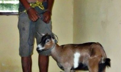 Pencuri Ternak Ditangkap Bersama Barang Bukti 1 Ekor Kambing - Kabar Harian Bima