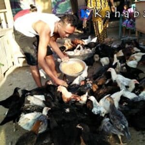 Pengusaha Ayam Super Terancam Gulung Tikar