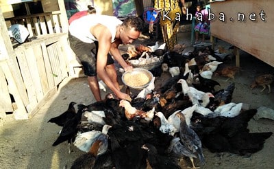 Pengusaha Ayam Super Terancam Gulung Tikar - Kabar Harian Bima