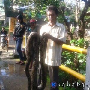 Cari Mangsa di Pemukiman, Ular Piton Ditangkap Warga