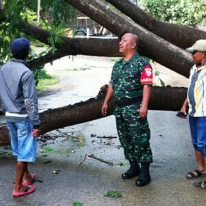 Angin Kencang, Pohon Tumbang Tutupi Jalan di Dara