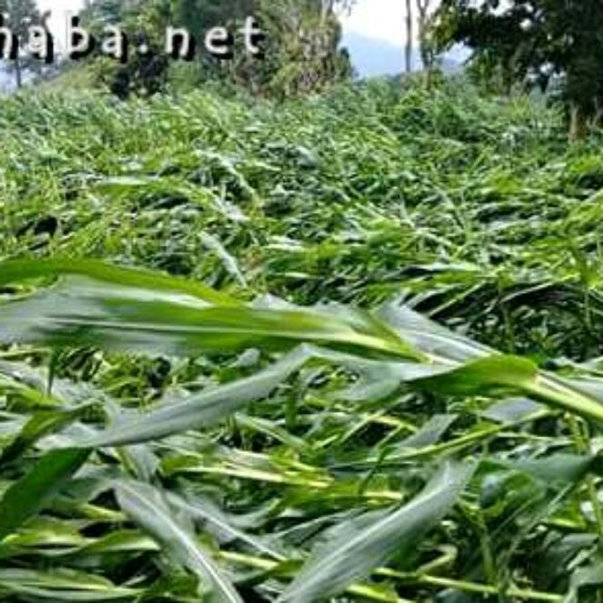 Dampak Angin Kencang, Belasan Hektar Jagung di Wawo Rusak