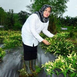 Bupati Bima Petik Perdana Cabai Budidaya Pola Tanam Polikultura Babuju Mandiri